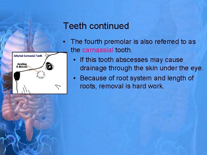 Teeth continued • The fourth premolar is also referred to as the carnassial tooth.