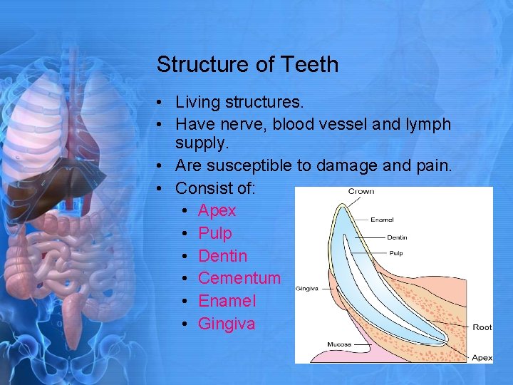 Structure of Teeth • Living structures. • Have nerve, blood vessel and lymph supply.