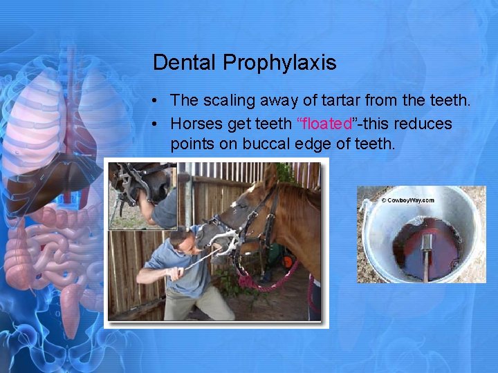Dental Prophylaxis • The scaling away of tartar from the teeth. • Horses get