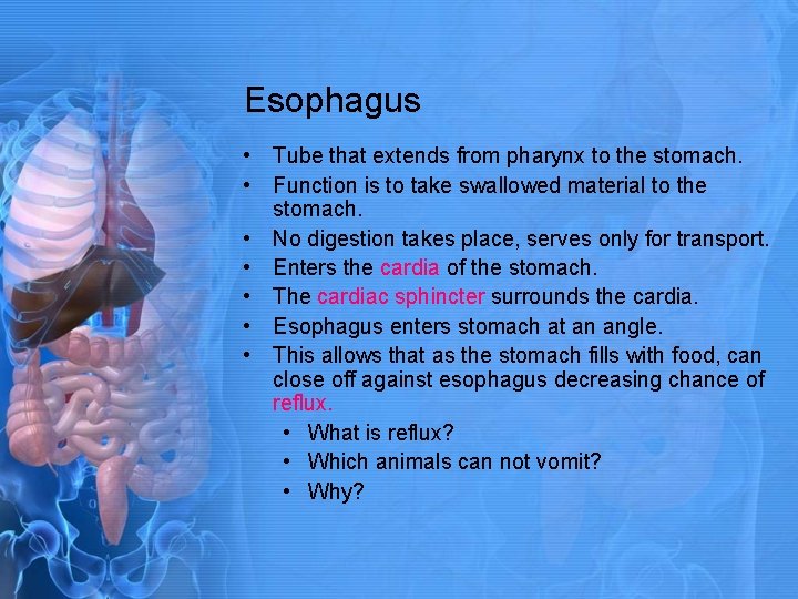 Esophagus • Tube that extends from pharynx to the stomach. • Function is to