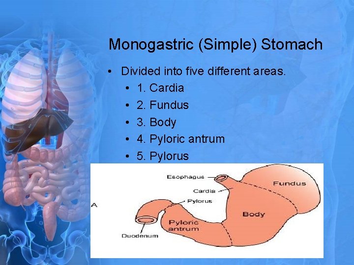 Monogastric (Simple) Stomach • Divided into five different areas. • 1. Cardia • 2.