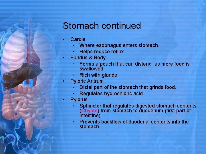 Stomach continued • • Cardia • Where esophagus enters stomach. • Helps reduce reflux