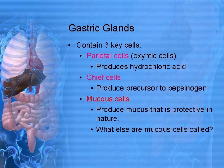 Gastric Glands • Contain 3 key cells: • Parietal cells (oxyntic cells) • Produces