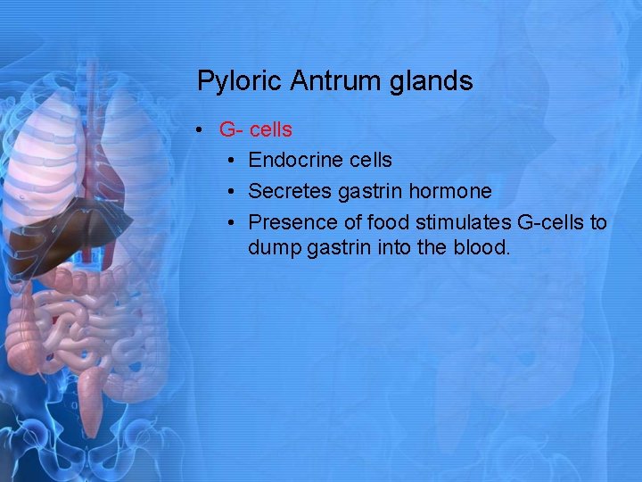 Pyloric Antrum glands • G- cells • Endocrine cells • Secretes gastrin hormone •