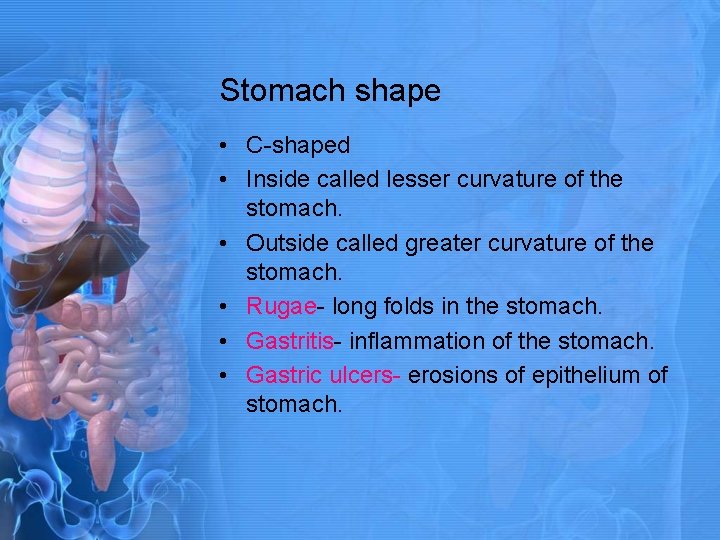 Stomach shape • C-shaped • Inside called lesser curvature of the stomach. • Outside