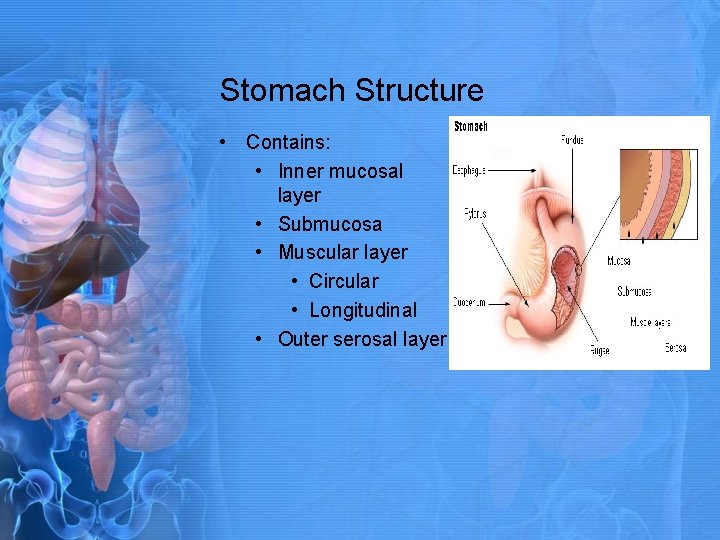 Stomach Structure • Contains: • Inner mucosal layer • Submucosa • Muscular layer •