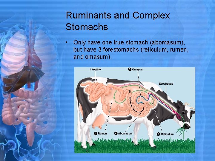 Ruminants and Complex Stomachs • Only have one true stomach (abomasum), but have 3