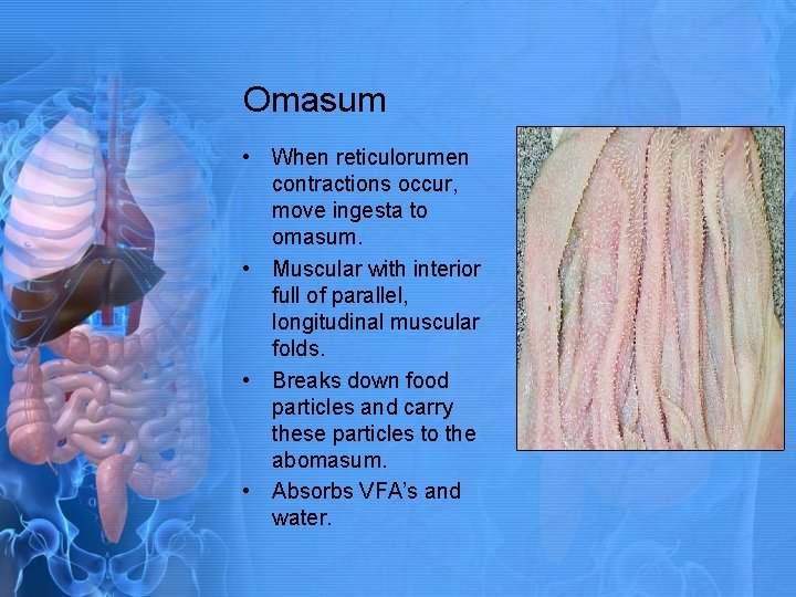 Omasum • When reticulorumen contractions occur, move ingesta to omasum. • Muscular with interior