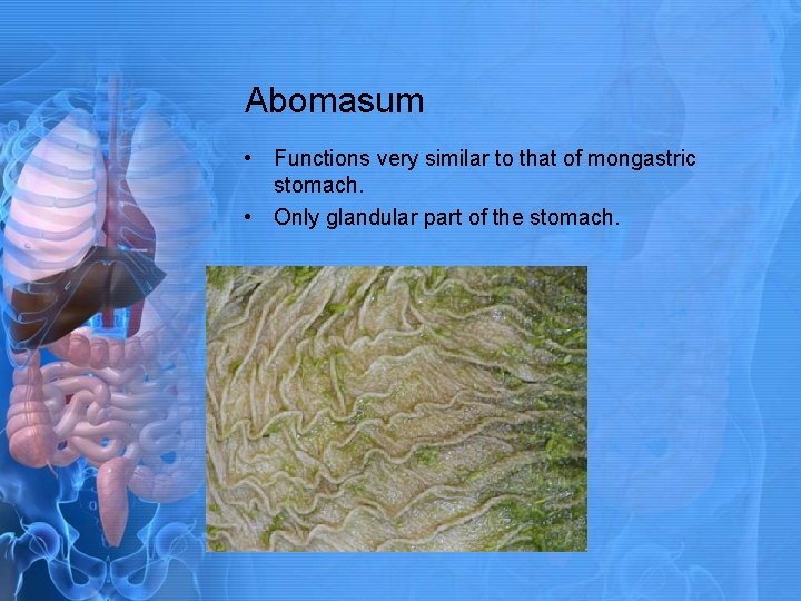 Abomasum • Functions very similar to that of mongastric stomach. • Only glandular part
