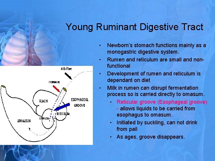 Young Ruminant Digestive Tract • • Newborn’s stomach functions mainly as a monogastric digestive