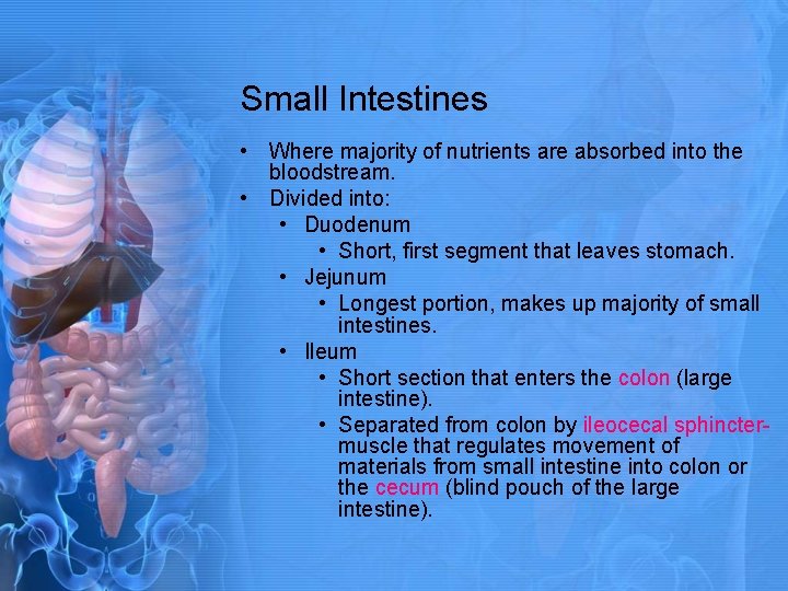 Small Intestines • Where majority of nutrients are absorbed into the bloodstream. • Divided