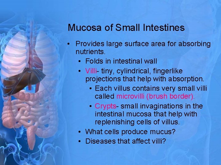 Mucosa of Small Intestines • Provides large surface area for absorbing nutrients. • Folds