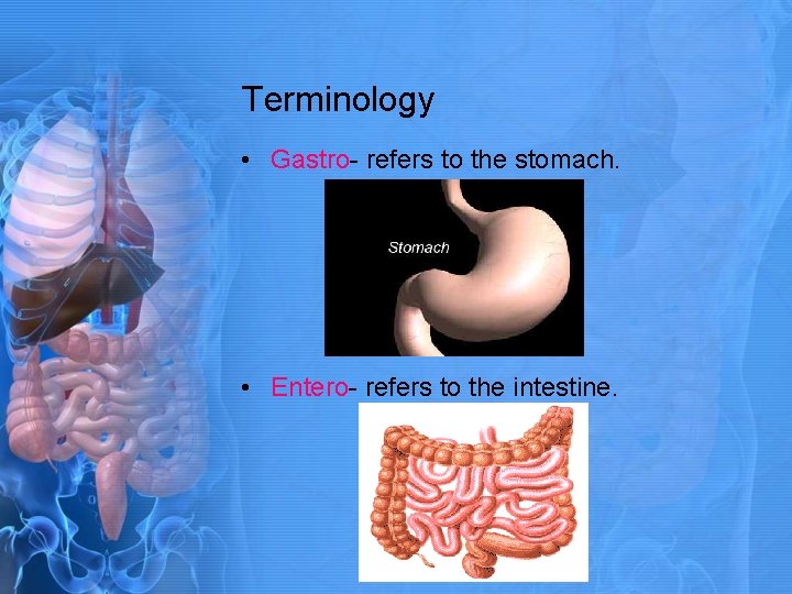 Terminology • Gastro- refers to the stomach. • Entero- refers to the intestine. 