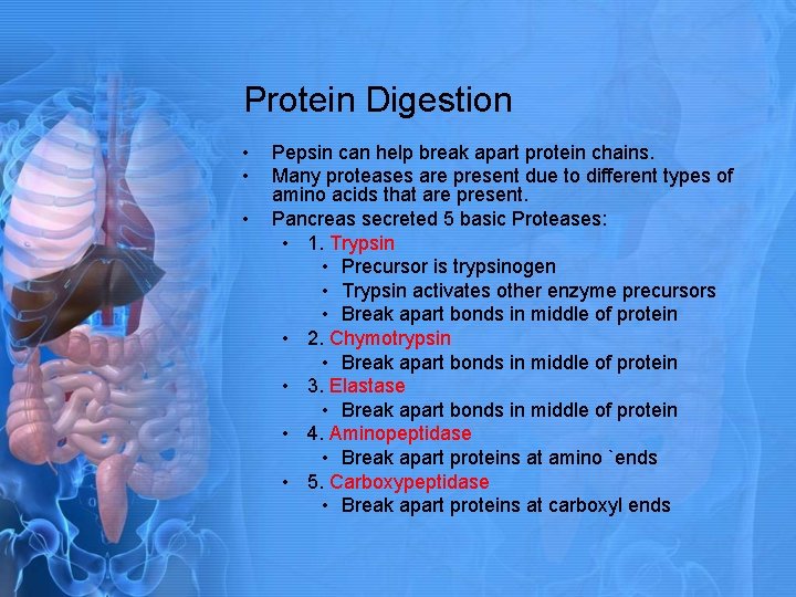 Protein Digestion • • • Pepsin can help break apart protein chains. Many proteases