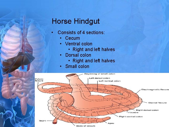 Horse Hindgut • Consists of 4 sections: • Cecum • Ventral colon • Right