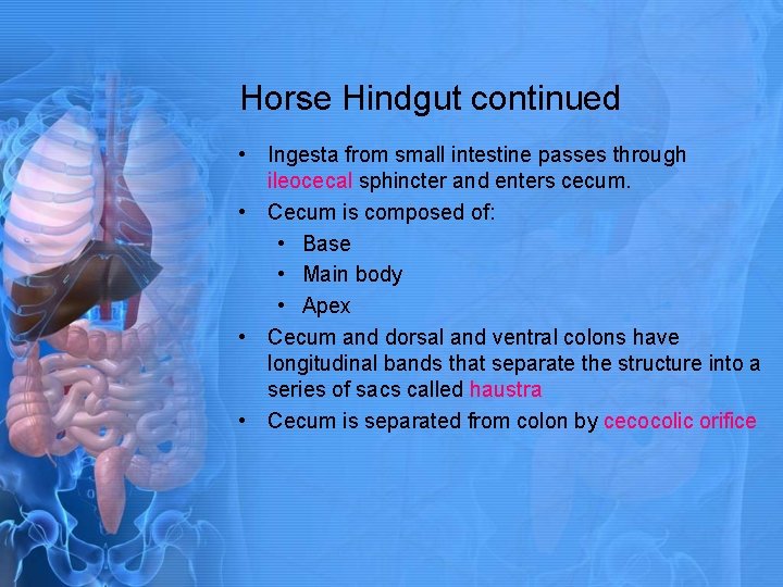 Horse Hindgut continued • Ingesta from small intestine passes through ileocecal sphincter and enters