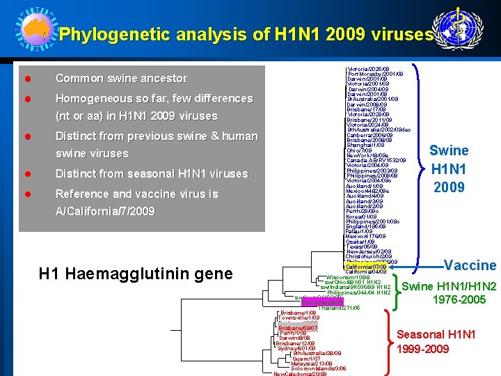 Phylogenetic analysis of H 1 N 1 2009 viruses l Common swine ancestor l