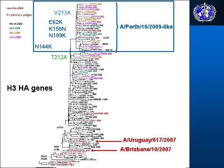 vaccine strain e: egg isolate HI reference antigen February 2009 March 2009 April 2009