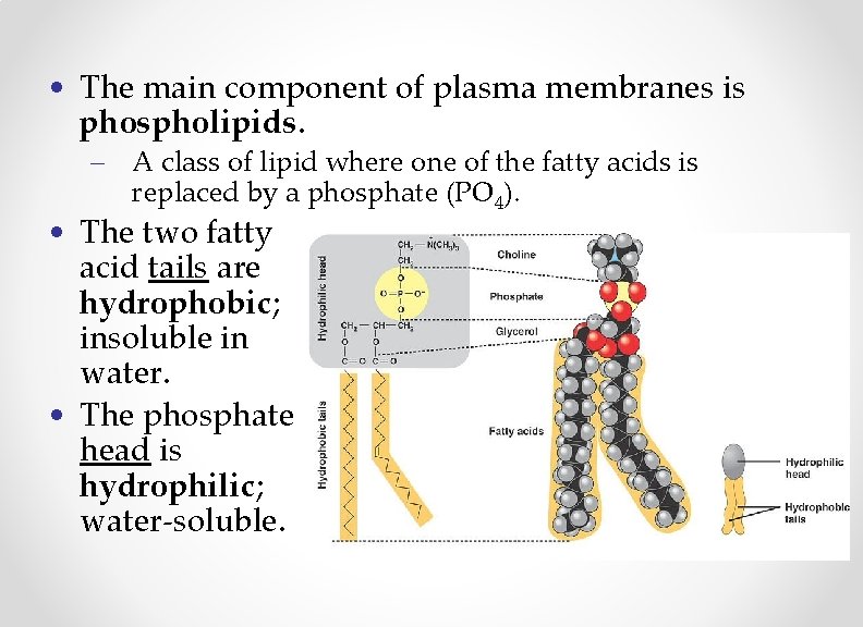  • The main component of plasma membranes is phospholipids. – A class of