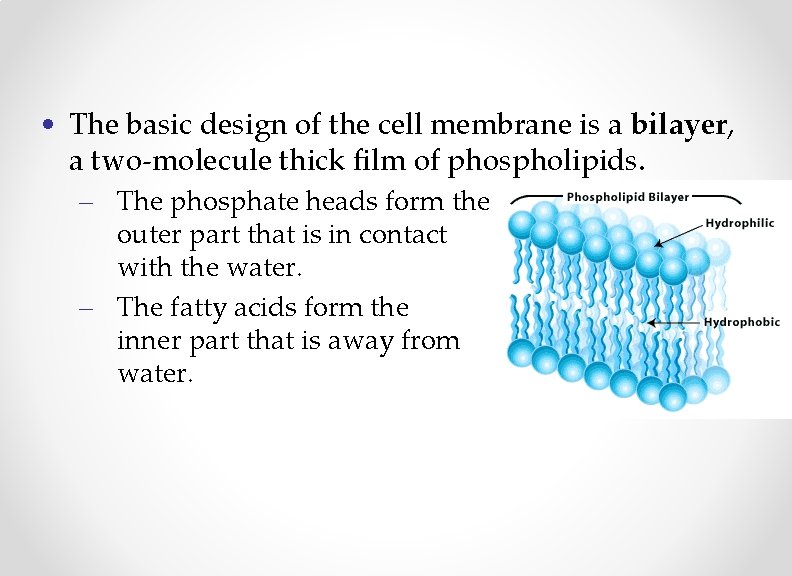  • The basic design of the cell membrane is a bilayer, a two-molecule