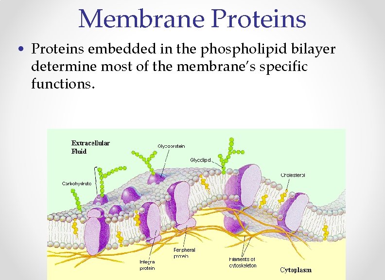 Membrane Proteins • Proteins embedded in the phospholipid bilayer determine most of the membrane’s