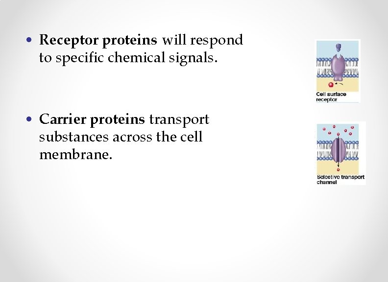  • Receptor proteins will respond to specific chemical signals. • Carrier proteins transport