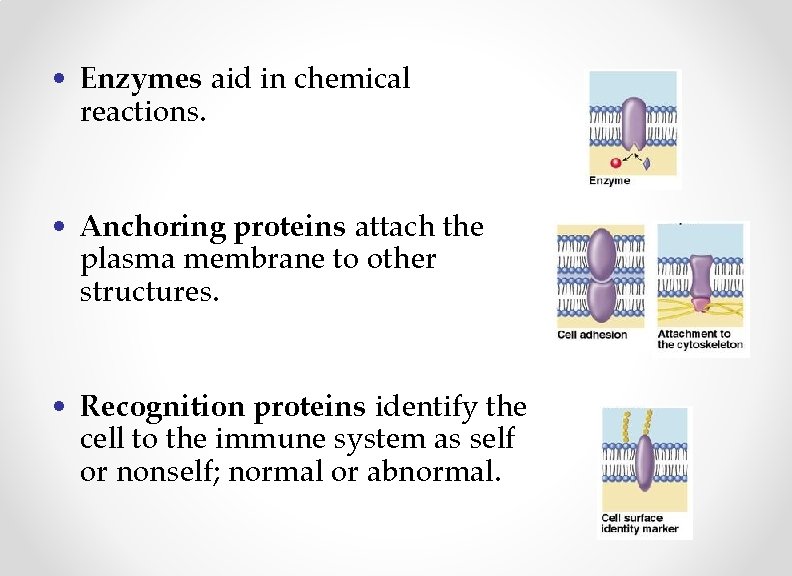  • Enzymes aid in chemical reactions. • Anchoring proteins attach the plasma membrane