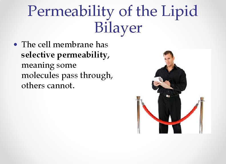 Permeability of the Lipid Bilayer • The cell membrane has selective permeability, meaning some