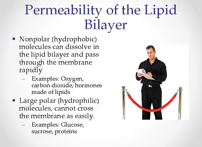 Permeability of the Lipid Bilayer • Nonpolar (hydrophobic) molecules can dissolve in the lipid