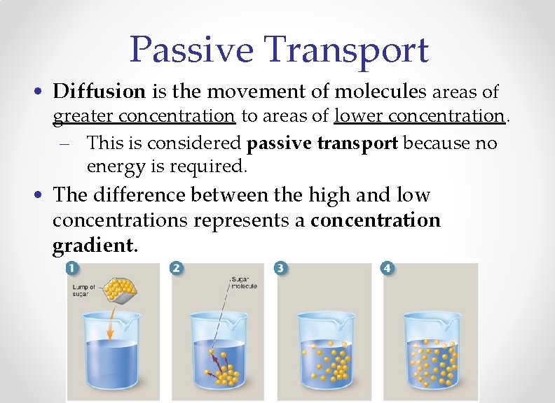 Passive Transport • Diffusion is the movement of molecules areas of greater concentration to