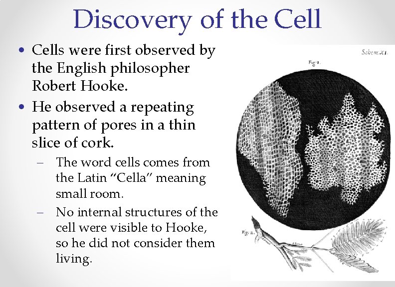 Discovery of the Cell • Cells were first observed by the English philosopher Robert