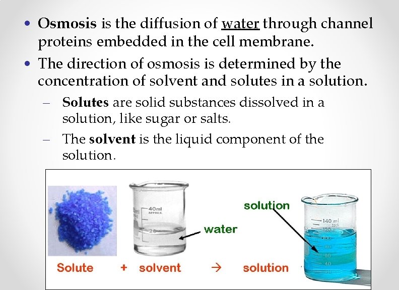  • Osmosis is the diffusion of water through channel proteins embedded in the