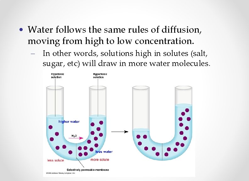  • Water follows the same rules of diffusion, moving from high to low