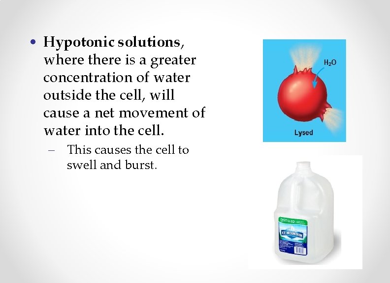  • Hypotonic solutions, where there is a greater concentration of water outside the