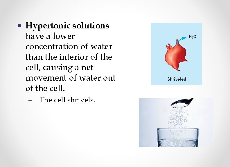  • Hypertonic solutions have a lower concentration of water than the interior of