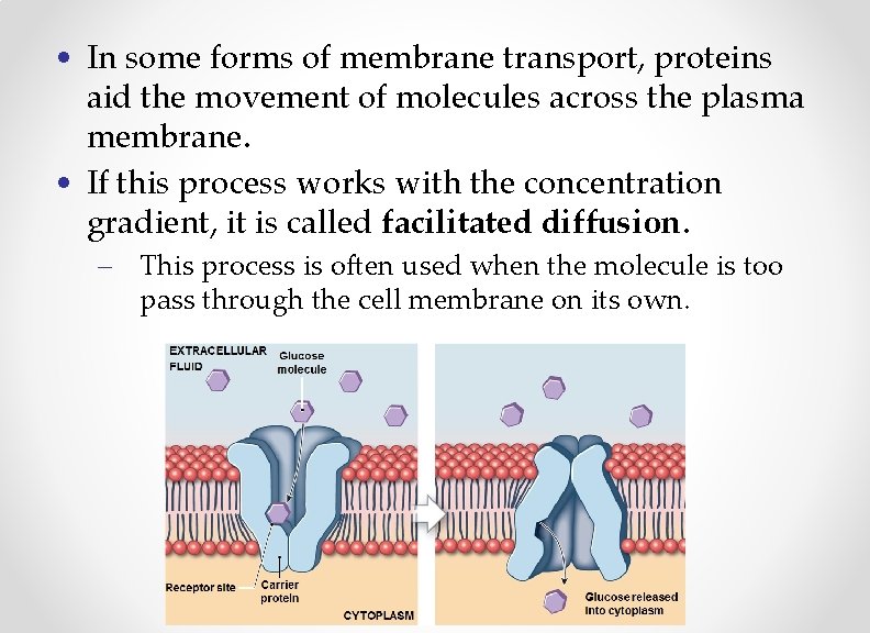  • In some forms of membrane transport, proteins aid the movement of molecules