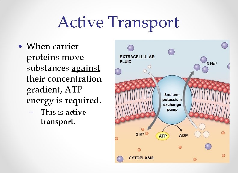 Active Transport • When carrier proteins move substances against their concentration gradient, ATP energy