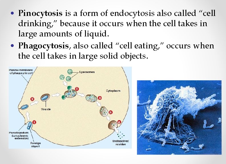  • Pinocytosis is a form of endocytosis also called “cell drinking, ” because