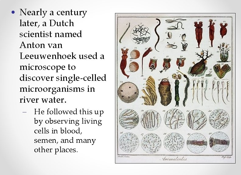  • Nearly a century later, a Dutch scientist named Anton van Leeuwenhoek used