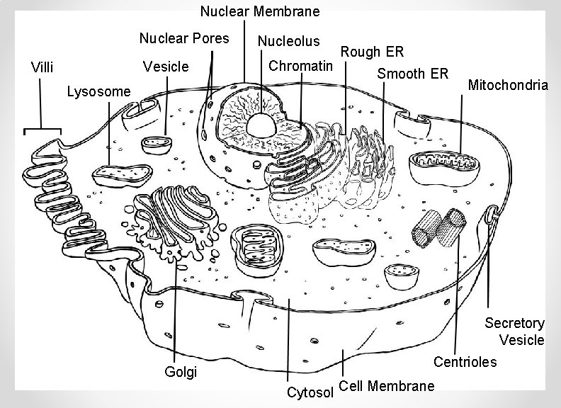 Nuclear Membrane Nuclear Pores Vesicle Villi Nucleolus Chromatin Rough ER Smooth ER Lysosome Mitochondria