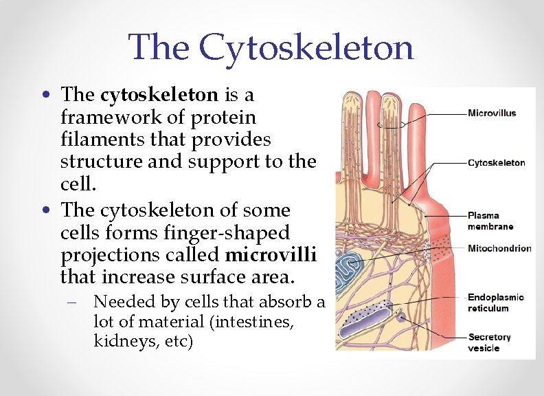 The Cytoskeleton • The cytoskeleton is a framework of protein filaments that provides structure