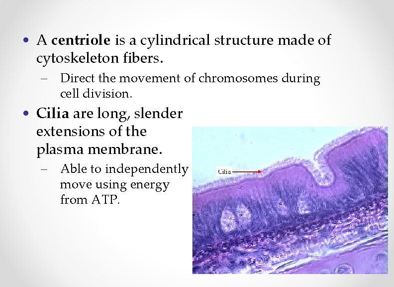  • A centriole is a cylindrical structure made of cytoskeleton fibers. – Direct