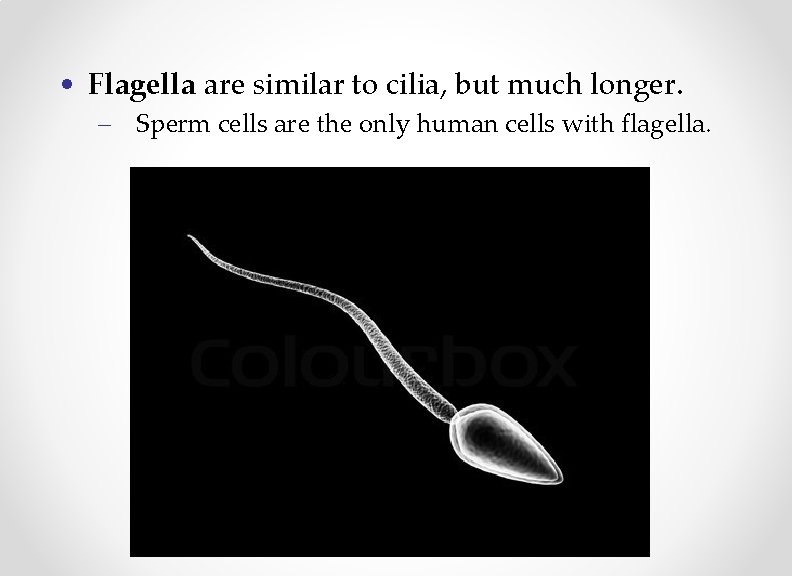  • Flagella are similar to cilia, but much longer. – Sperm cells are