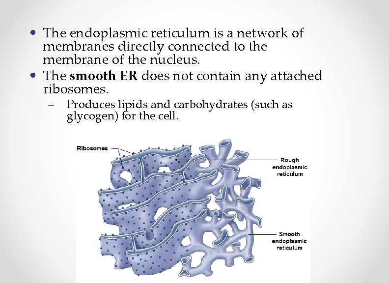  • The endoplasmic reticulum is a network of membranes directly connected to the