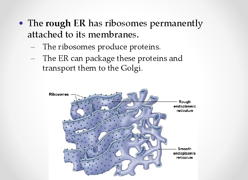  • The rough ER has ribosomes permanently attached to its membranes. – The