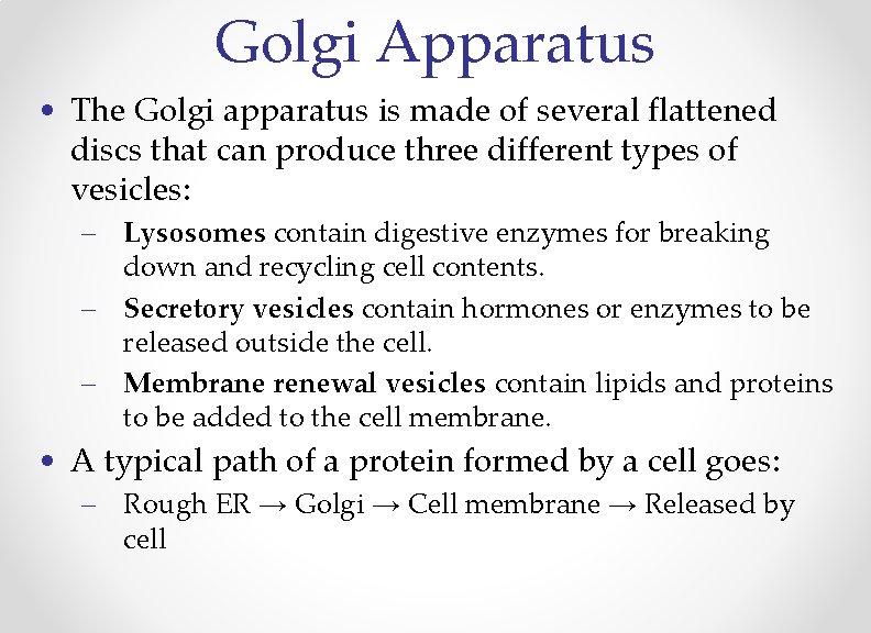 Golgi Apparatus • The Golgi apparatus is made of several flattened discs that can