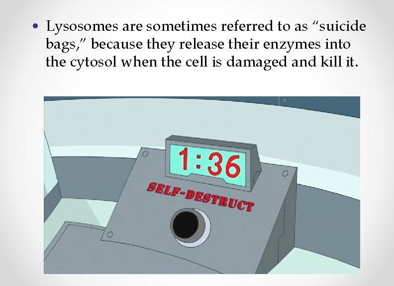  • Lysosomes are sometimes referred to as “suicide bags, ” because they release