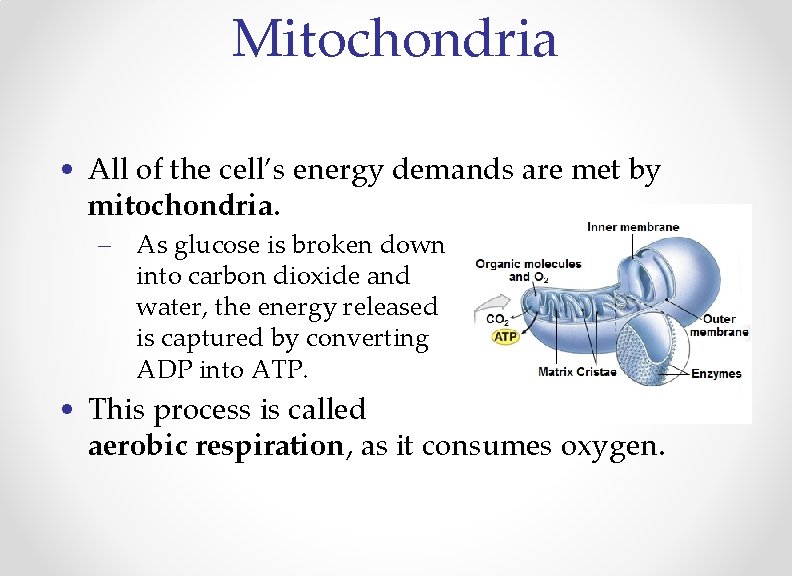 Mitochondria • All of the cell’s energy demands are met by mitochondria. – As