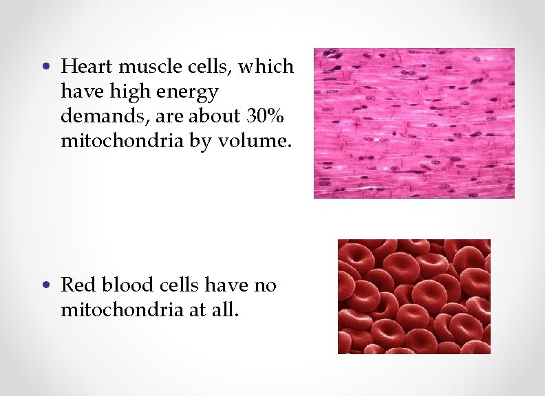  • Heart muscle cells, which have high energy demands, are about 30% mitochondria