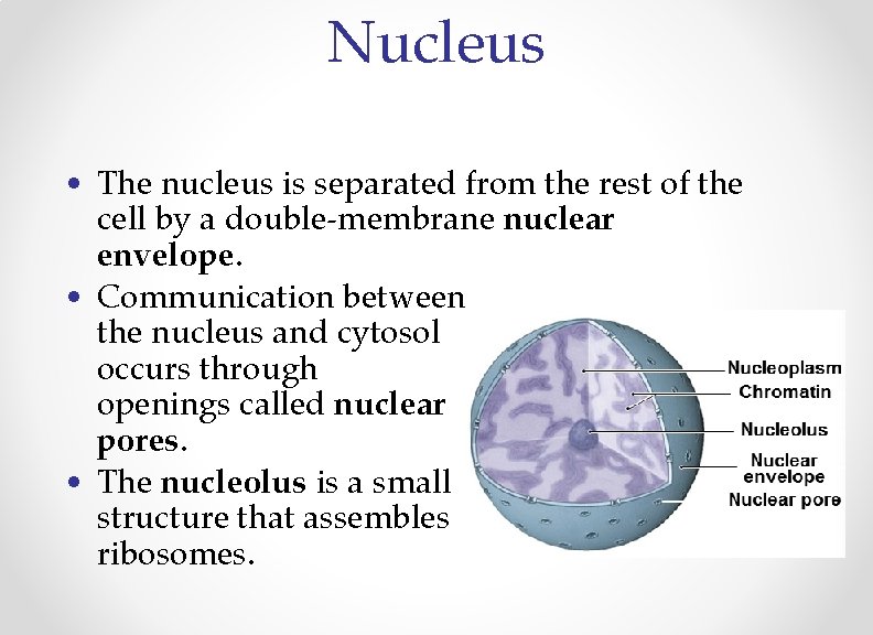 Nucleus • The nucleus is separated from the rest of the cell by a